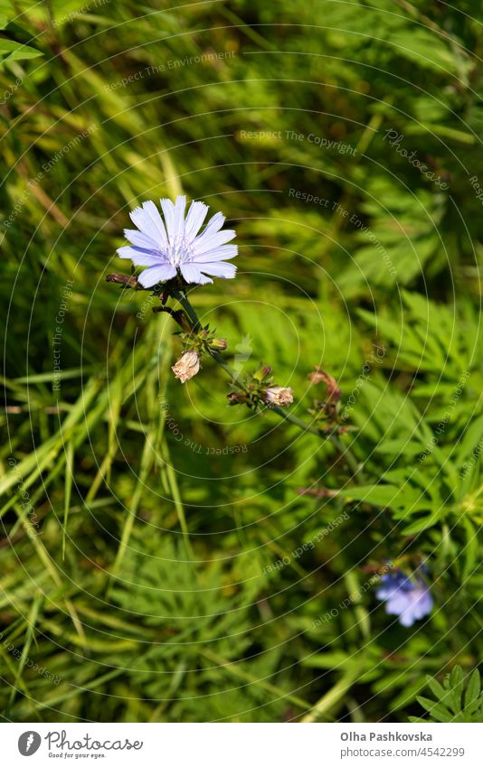 Cichorium-Blüte, umgeben von üppiger Vegetation auf einer Wiese. Diese blau gefärbte Wildblume wird für alternative Kaffeegetränke verwendet. Unscharfe grüne Blätter von verschiedenen Pflanzen im Hintergrund. Sommerzeit.