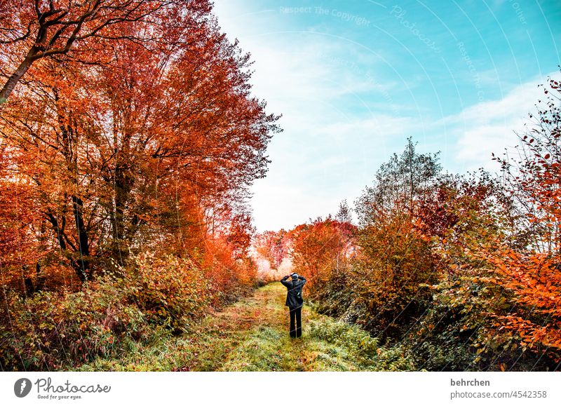 herbstpoesie ruhig Licht Kontrast fallende Blätter Farbfoto Außenaufnahme Wald Blatt Baum Pflanze Herbst Schönes Wetter Umwelt Natur Landschaft Jahreszeiten