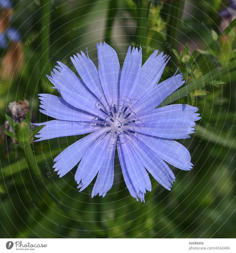Wegwarte, Cichorium intybus, ist eine Wild- und Heilpflanze mit blauen Blueten. Die Blueten sind essbar. Chicory, Cichorium intybus, is a wild and medicinal plant with blue flowers. The flowers are edible.