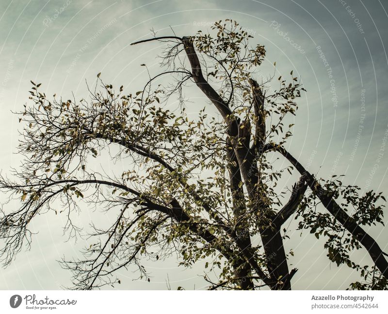 Silhouette eines Baumes gegen den Himmel. Kunst Herbst Hintergrund unverhüllt schwarz Ast Konzept gebeugt dunkel Dunkelheit tot Tod Design dramatisch trocknen