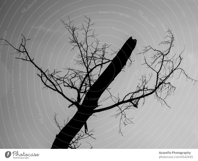 Silhouette eines Baumes gegen den Himmel. Kunst Herbst Hintergrund unverhüllt schwarz Ast Konzept gebeugt dunkel Dunkelheit tot Tod Design dramatisch trocknen