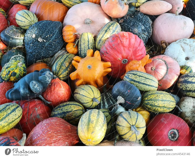 Kürbisansammlung Halloween Lebensmittel Ernte Dekoration & Verzierung Erntedankfest Oktober Gemüse orange Hintergrund saisonbedingt Ackerbau organisch