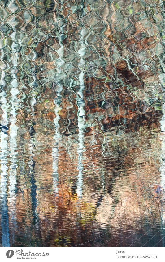 Spiegelbild Wasser Wald Herbst Mosaik Birken See Reflexion & Spiegelung abstrakt Ruhe Natur Landschaft Baum Außenaufnahme ruhig Wasseroberfläche