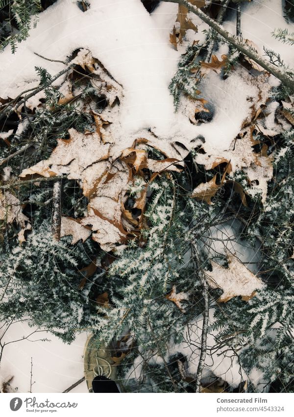 Schnee auf dem Boden in den Blättern und grünen Zweigen des Weihnachtsbaums fallen Herbst Weihnachten Weihnachtshintergrund Winter kalt weiß