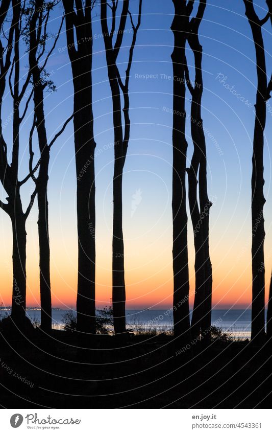 Gespensterwald im abendlichen Sonnenuntergangs Gegenlicht Nienhagen Ostsee Küste Wald Bäume Abend Nacht Meer Horizont Mecklenburg-Vorpommern Ostseeküste