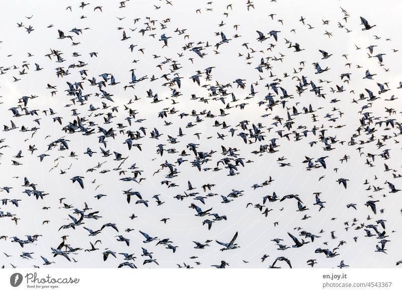 Schwarmintelligenz? Vögel Vogelschwarm Gänse Enten Fliegen Chaos Richtungsstreit viele Tiere Vogelflug Wildtier Zugvogel frei Vogelzug Zugvögel Tiergruppe