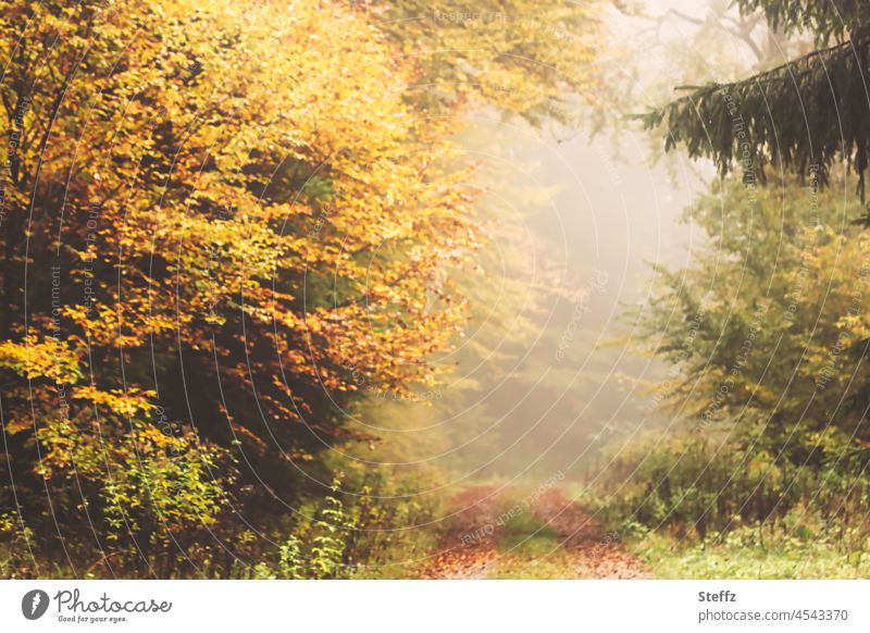 nebliger Waldweg Nebel nebelig unheimlich undurchschaubar ungewiss Herbstfarben Herbstfärbung Weg Oktober herbstlich Herbstlicht Herbstwald Herbstlaub
