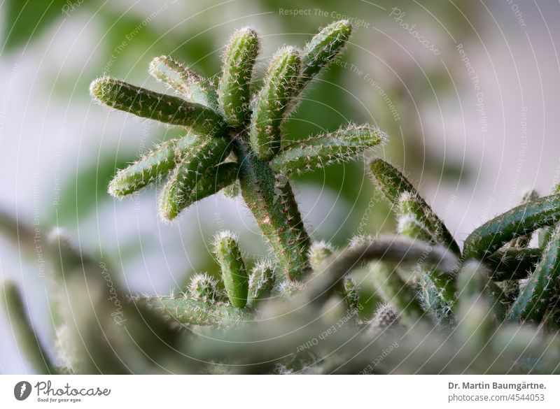 Rhipsalis baccifera subsp. horrida, ein epiphytischer Kaktus Epiphyt auf Bäumen wachsend aus Südamerika bedornt sukkulent Triebe grün hängend