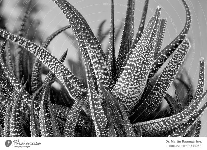 Haworthia fasciata, die Zebrahaworthie Sukkulente sukkulent Rosette aus Südafrika Grasbaumgewächse Zierpflanze Pflanze schwarz-weiß