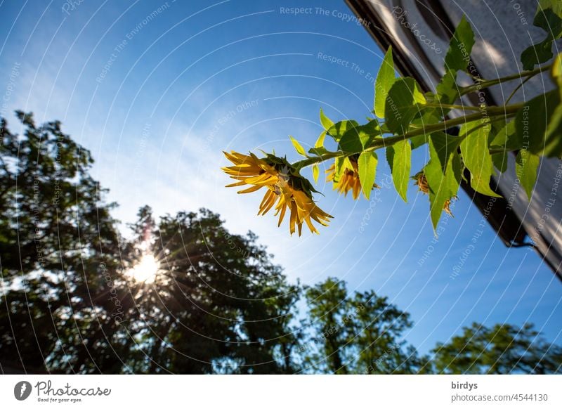 blühende Sonnenblume am Haus bei Sonnenschein. Froschperspektive Sonnenblumenblüte Sonnenstrahlen schönes Wetter blauer Himmel Sonnenlicht Gegenlicht Sommer