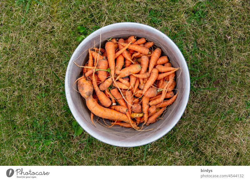 Schüssel voller Karotten auf Rasen in der Vogelperspektive Ernte Möhren krumme Dinger frisch Gemüse Bioprodukte orange Gesunde Ernährung Wurzelgemüse