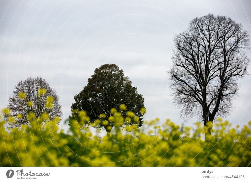 Ein belaubter Baum zwischen zwei unbelaubten Bäumen vor einem blühenden Senffeld. Ackersenf Feldhain Blüten Senfblüten 3 Bäume Landschaft Herbst Unschärfe