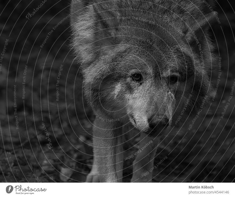Sibirischer Wolf, in Schwarz-Weiß-Fotografie. Porträt des Raubtiers. Tier Säugetier Spiel sibirischer wolf weiß Kopf Wildnis Tierwelt Weißer Wolf jung Fell