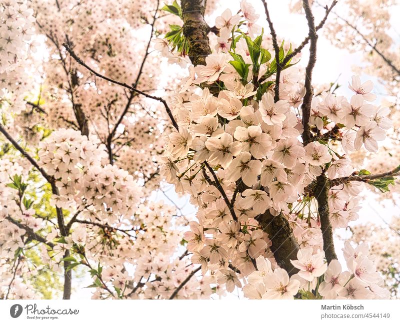Kirschblüten im Britzer Garten in Berlin Baum Blume Frühling Natur rosa Kirsche Saison Kirschbaum Japan Flora weiß Japanisch loslassen blau Hintergrund Park