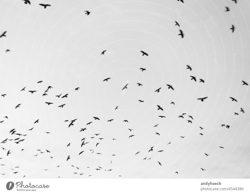 Aufgeregte Krähen mit einem bewölkten Himmel im Hintergrund Air Tier Tierwelt Tiere Vogel Vögel Vogelbeobachtung schwarz schwarz auf weiß bw gruselig Gefahr