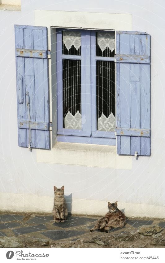 Katzen Siesta ruhig Pause Erholung Fenster Fensterladen Frankreich Belle île