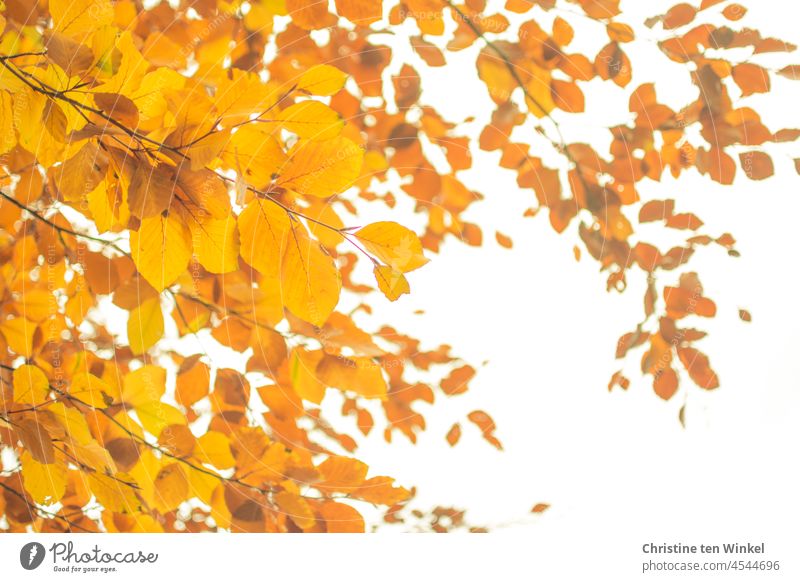 Leuchtend orange gefärbte Blätter einer Blutbuche vor hellem Himmel Herbstfärbung Herbstlaub bunte Blätter filigran Zweige u. Äste Blick nach oben Pflanze Natur