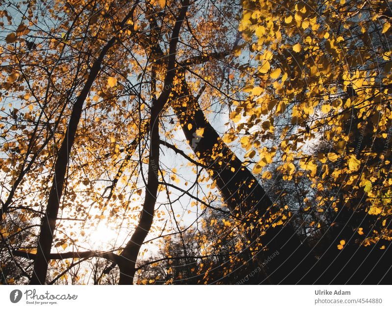 Herbstliche Perspektive Schönes Wetter Herbstwald Herbstlandschaft Herbstlaub Gegenlicht Umwelt Natur Blätterdach Landschaft Sonne Baum Blatt Wald leuchten