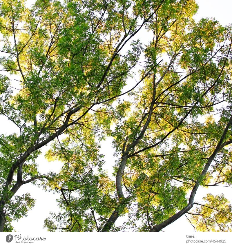 Das Rauschen über mir • Blick nach oben in ein frühherbstliches Blätterdach dreier Eschen baum bäume esche ast äste zweige blätter grün gelb verwandlung
