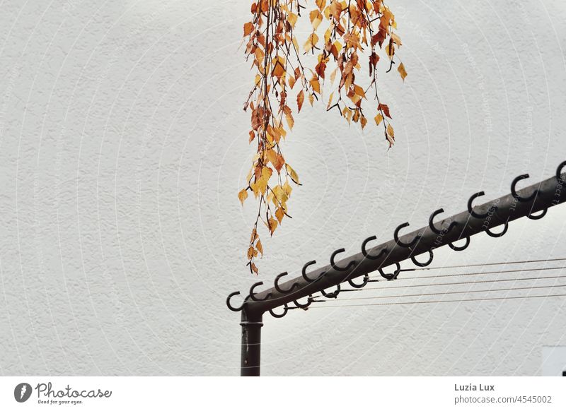 Birkenzweige mit goldenen Herbstblättern über leeren Wäscheleinen herbstlich Herbstlaub Birkenblätter Herbstfärbung Fassade Hauswand Häusliches Leben altmodisch