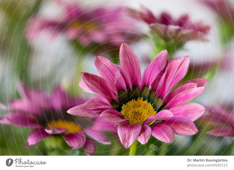 Gazanien, rosa Blütenstände im Veld Gazania Blütenstand Zungenblüten Korbblütler aus Südafrika Asteraceae Compositae Blume Pflanze mehrjährig nicht winterhart