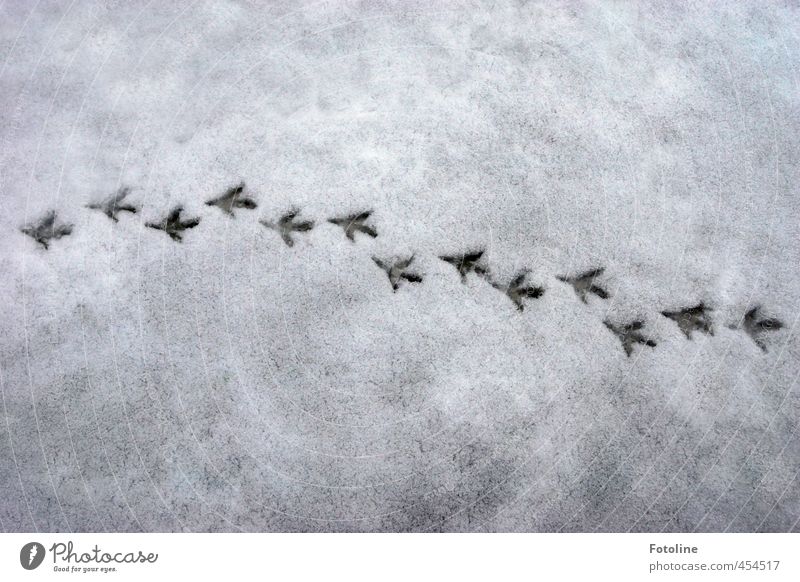 Zeitumstellung | Der Winter kommt mit großen Schritten Umwelt Natur Eis Frost Schnee Vogel Fährte Coolness kalt natürlich grau schwarz weiß Schwarzweißfoto