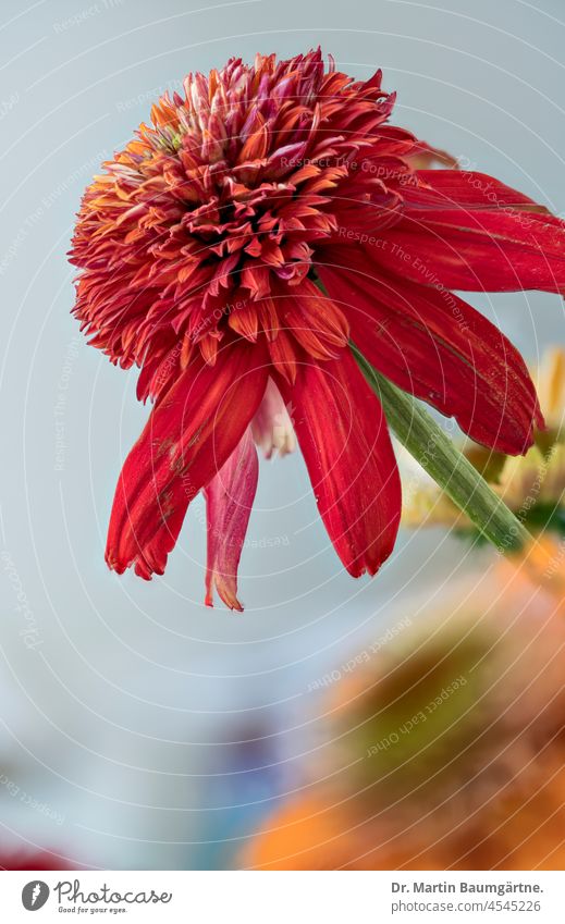 Roter Blütenstand einer Kultursorte von Echinacea purpurea Blütenstände Sorte Auslese rot Korbblütler aus Nordamerika Staude Gartenblume Asteraceae Compositae
