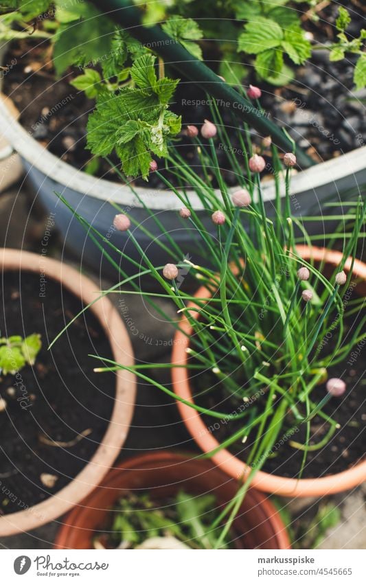 Bio Knoblauch – essbarer Garten Selbstversorgung Urban Gardening Ackerbau Biografie Blütezeit züchten Zucht kontrollierte Landwirtschaft