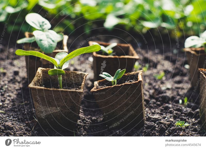 Aussaat Aufzucht – essbarer Garten Selbstversorgung Urban Gardening Ackerbau Biografie Blütezeit züchten Zucht kontrollierte Landwirtschaft