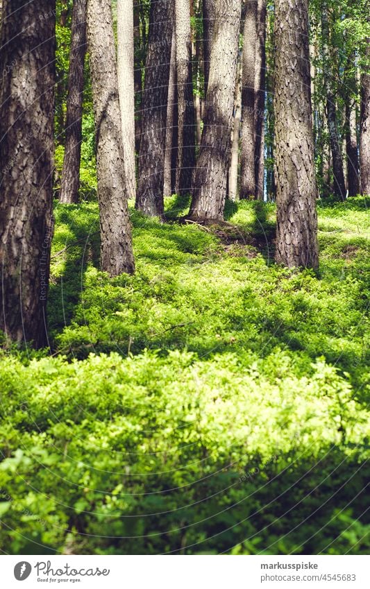 Waldboden Waldlichtung Waldwiese Waldrand Waldstimmung Baum Baumstamm Forstwirtschaft