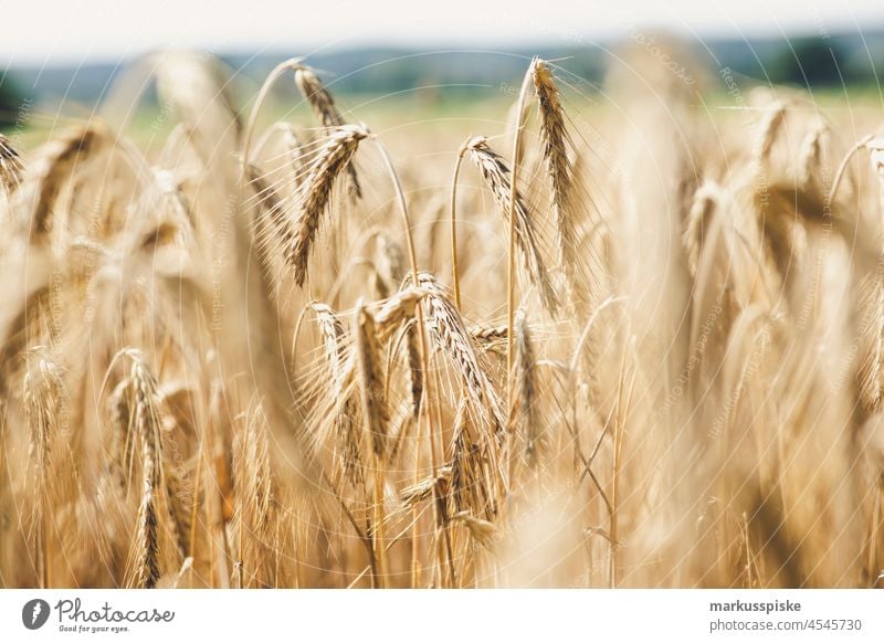 Biogetreide Ernte Getreideernte Ackerbau Biografie Blütezeit Brotweizen züchten Zucht Müsli Zerealien Sammelstelle Weichweizen kontrollierte Landwirtschaft