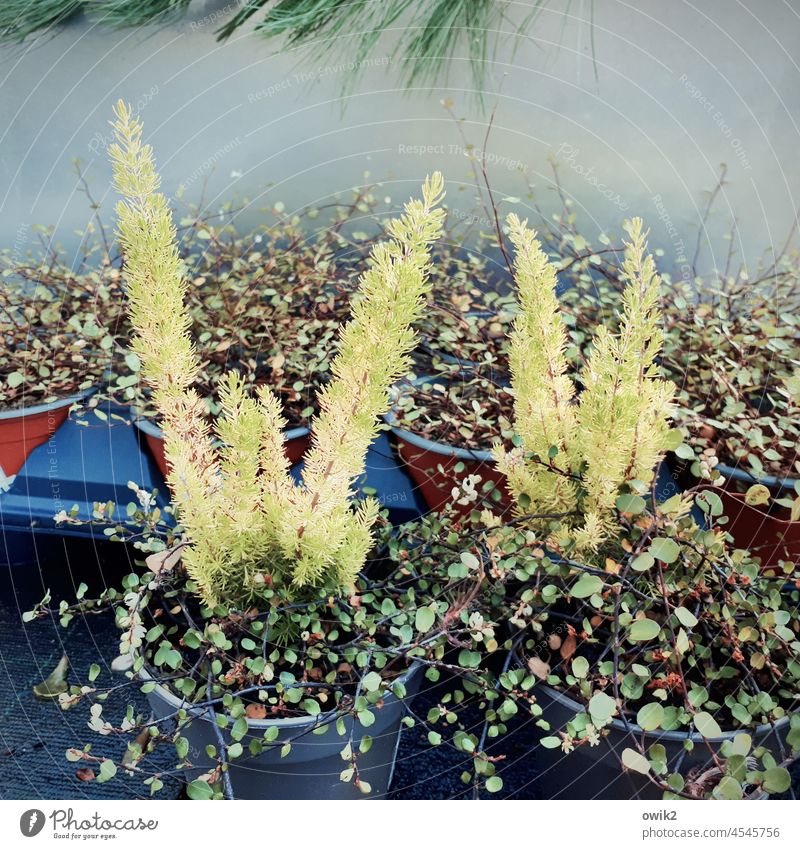 Gartenabteilung Topfpflanze Zimmerpflanze Dekoration & Verzierung Wachstum natürlich Detailaufnahme dekorativ Botanik floral Grünpflanze Blumentopf Menschenleer