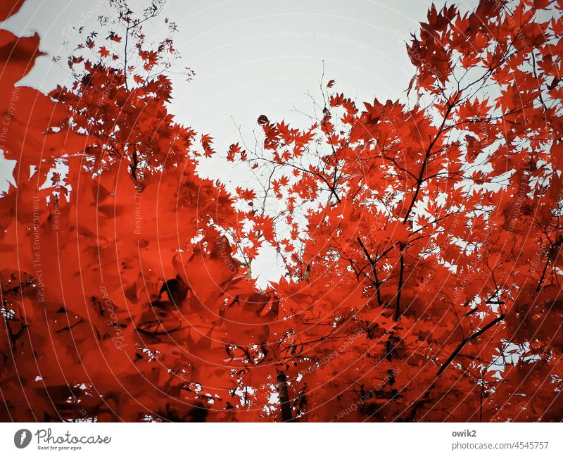 Globetrotter Japanischer Ahorn Blätter Wildpflanze leuchtend Natur Pflanze Umwelt Zweige u. Äste Idylle Wachstum exotisch Außenaufnahme Detailaufnahme Farbfoto