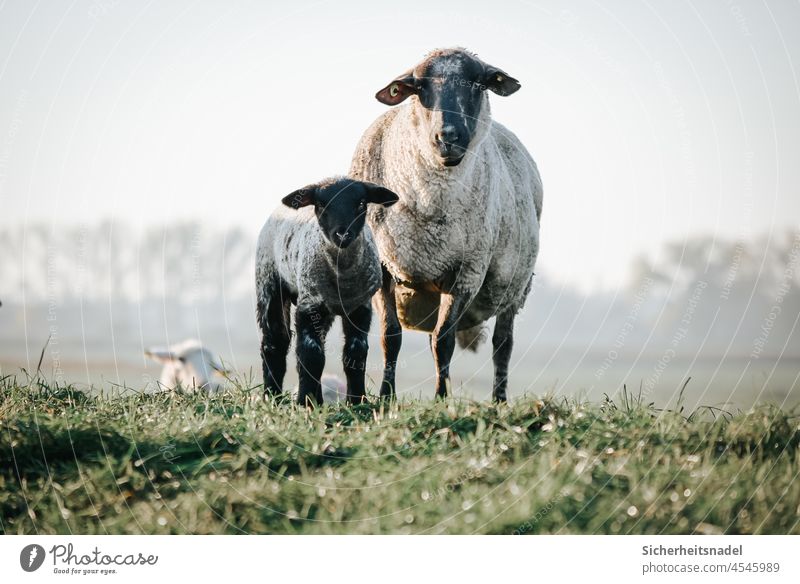Lamm mit Mutterschaf Schaf mutterschaf Deich Tier Herde Wiese Natur Außenaufnahme neugierig Menschenleer Wolle Schafherde Landschaft Landleben Tierporträt Tag
