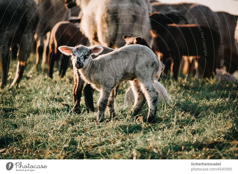 Lämmchen Lamm Schafe Außenaufnahme Nutztier Herde Schafherde Tiergruppe Farbfoto Menschenleer Deich Wiese Tierporträt