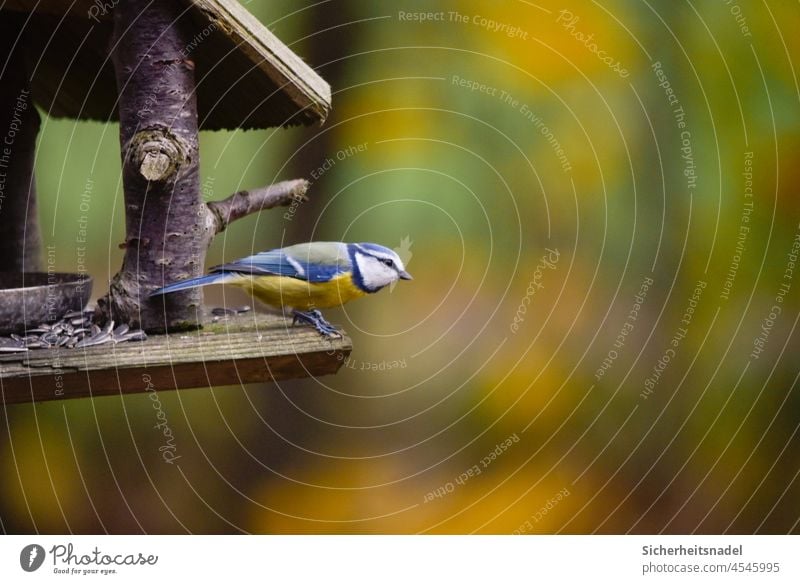 Blaumeise im Flugstart Meisen Vogel Natur Farbfoto Außenaufnahme Menschenleer Wildtier Tier Tag klein futterstelle Tierporträt Garten