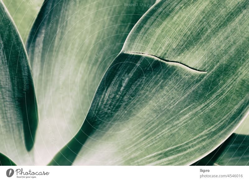 Textur und Nahaufnahme eines Blattes wie abstrakt grün Hintergrund Natur Muster Pflanze Makro Frühling Laubwerk Wachstum organisch hell Botanik natürlich
