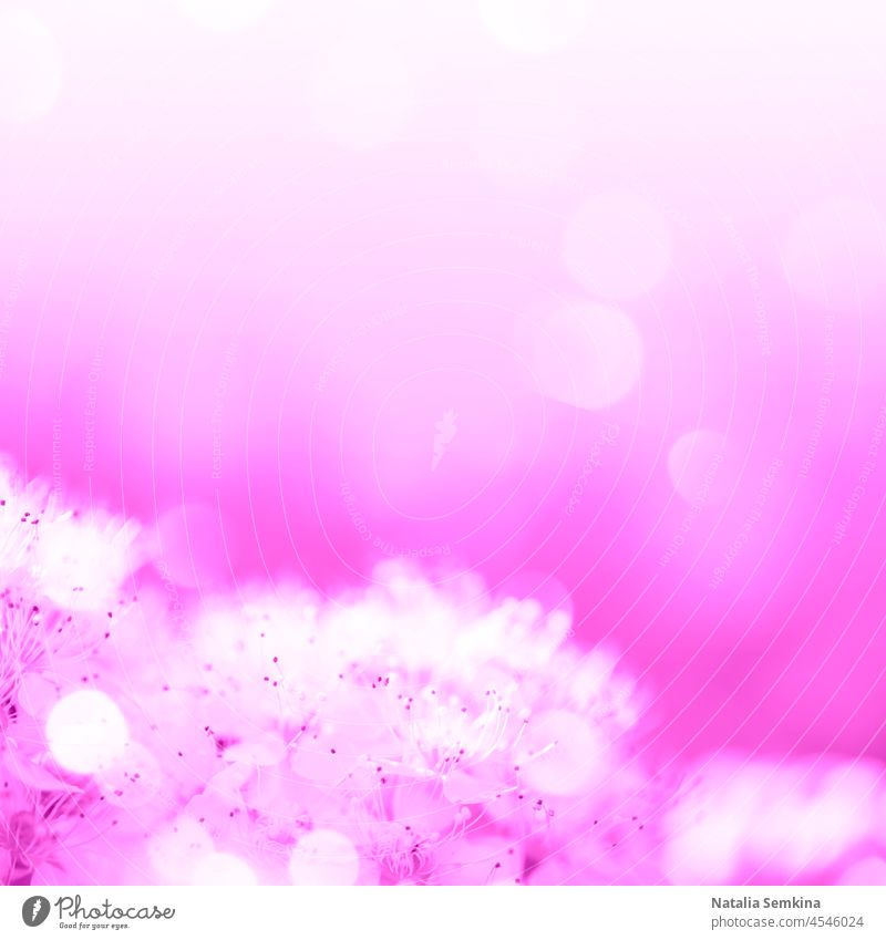 Blühende weiße Blumen in Nahaufnahme auf unscharfem Hintergrund mit Bokeh. Trendy getönt in Velvet Violet. Vogelbeere Bergasche Samtviolett Monochrom