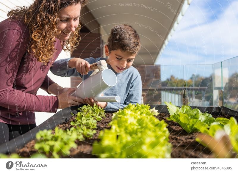 Mutter und Sohn gießen Gemüse in ihrem städtischen Garten Ackerbau Architektur Rucola Balkon Großstadt Umwelt Familie Lebensmittel frisch Gärtner Gartenarbeit