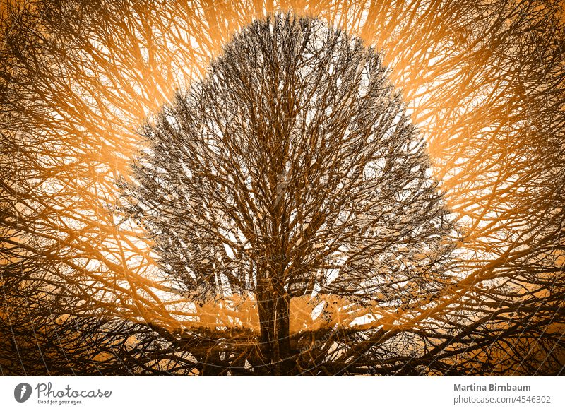 Ein kahler Baum im November vor einem grauen, nebligen Hintergrund, Doppelbelichtung alt laublos unverhüllt im Freien Himmel Blues Nebel Trauerarbeit traurig