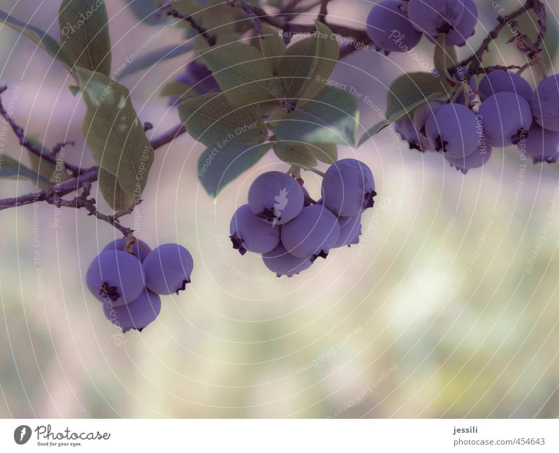 Blueberry Natur Pflanze Sommer Schönes Wetter Blatt Nutzpflanze Garten Vorfreude Warmherzigkeit Sympathie Gelassenheit geduldig fleißig Partnerschaft Erfolg
