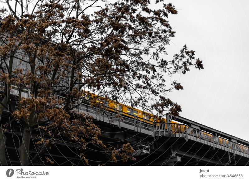 Ein bisschen Herbst mit gelber U-Bahn herbstlich Herbstfärbung Herbstlaub Baum Zweige u. Äste Blatt Ast Blätter Berlin Hauptstadt Gleise gleisdreieck