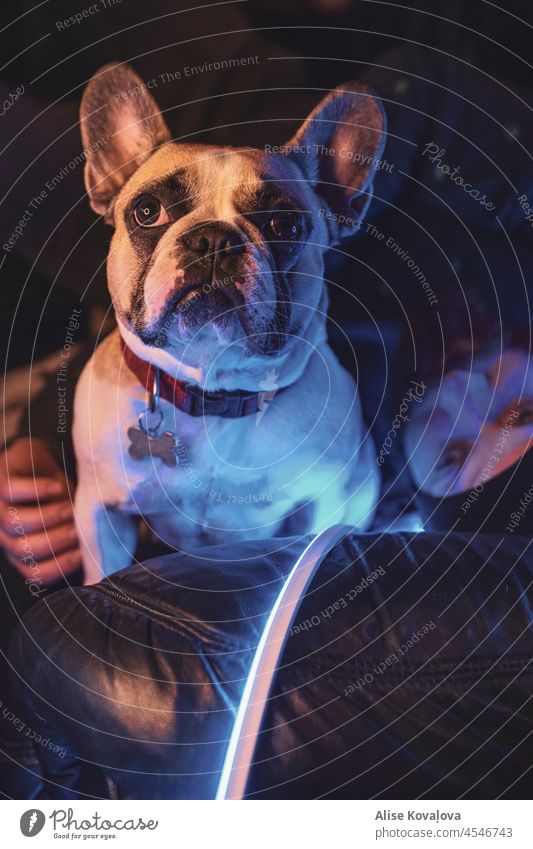 Französische Bulldogge sitzt auf einer Couch französische Bulldogge LED-Leuchten Mann Porträt Hund und sein Besitzer Verlegung Sitzen Blick in die Kamera