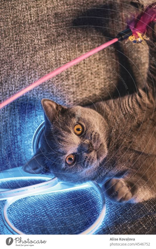 Katze spielt mit einem Spielzeug britische Kurzhaarkatze graue Katze LED-Leuchten blaue led-lichter blaues und gelbes Licht spielerisch Spielen Verlegung