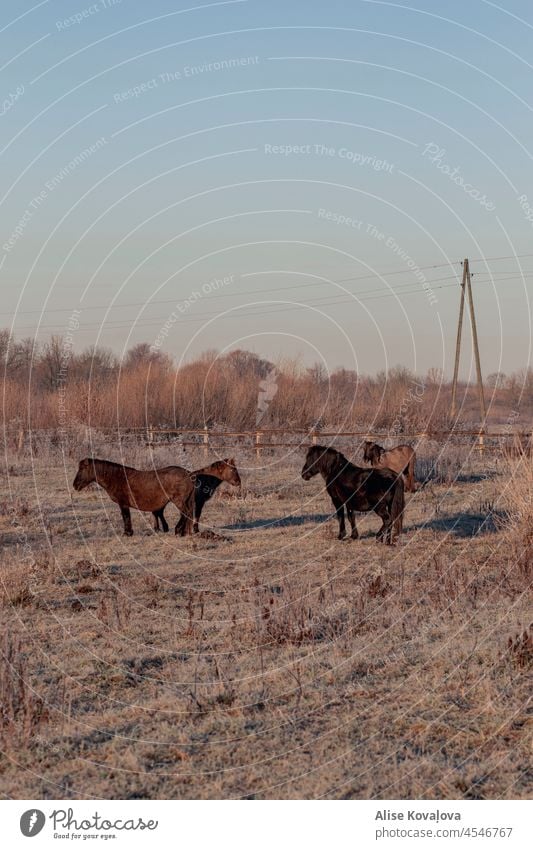 Wildpferde auf einem Feld Pferde Tiere Tierwelt vertikales Foto Säugetier Wiese Lettland Natur Wildtiere in Lettland Baltikum Wildnis wild Frost Winterstimmung