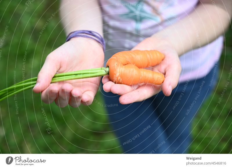 Karotte oder gelbe Rübe in einer Hand Essen Zwilling zwei doppelt Geschwister ernten Bioprodukte Gemüse Garten hochbeet