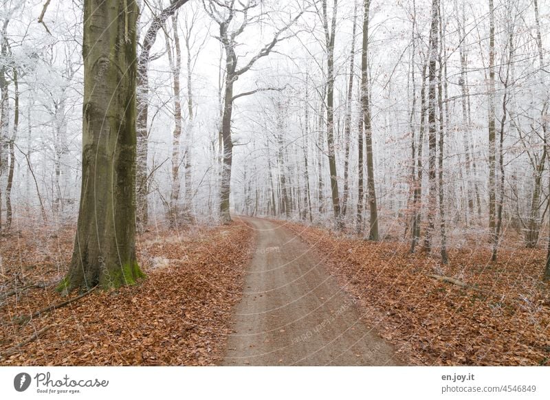 Waldweg im Winter mit Raureif auf den Bäumen und Laub auf dem Waldboden Weg Frost Kalt Kälte eisig Natur kalt gefroren frieren Winterstimmung Wintertag