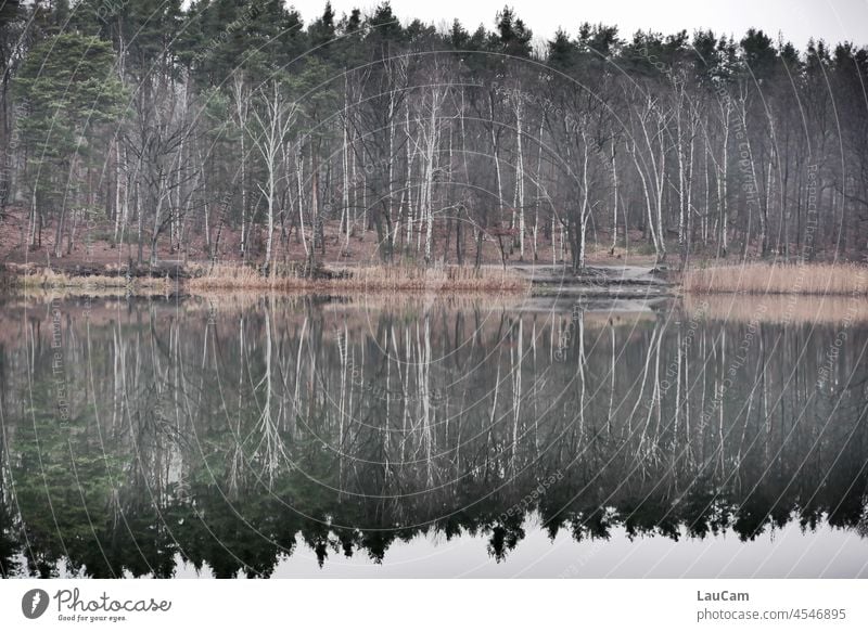 Der Wald ruht still im See Bäume Spiegelung Reflexion Wasser glatt Ruhe Natur Seeufer Reflexion & Spiegelung ruhig Wasseroberfläche Wasserspiegelung friedlich