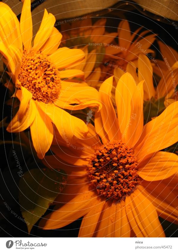 sonnig Sonnenblume Sommer gelb Natur