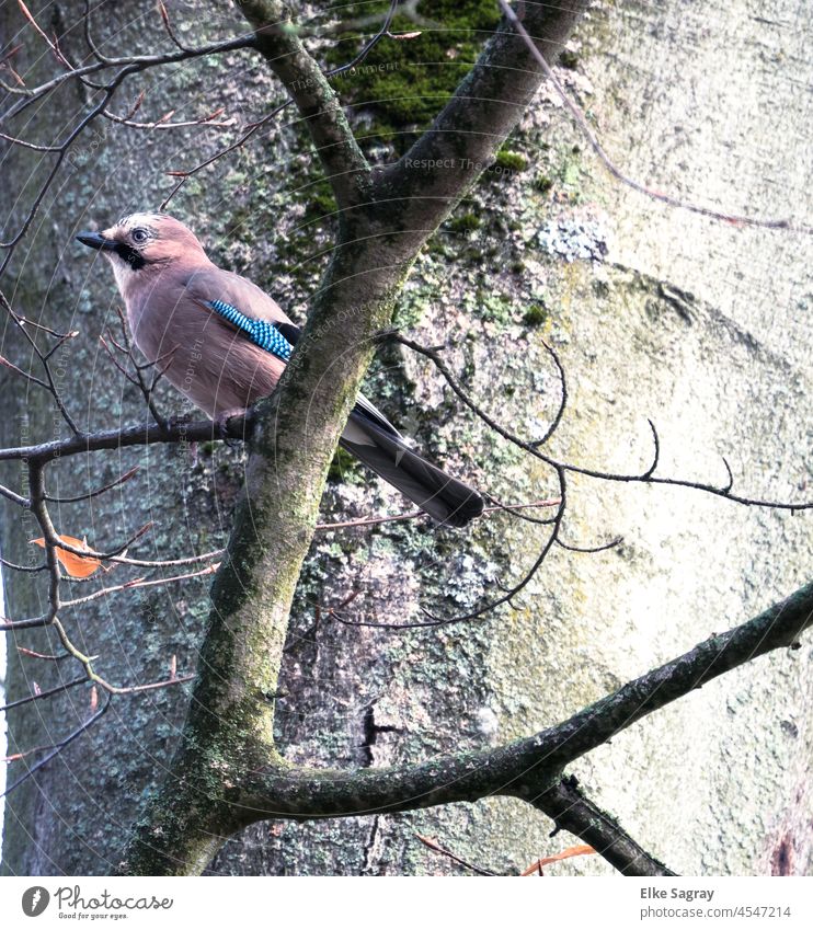 Eichelhäher auf der Jagd... Außenaufnahme Farbfoto Natur Flügel Nahaufnahme Wildtier blau Menschenleer Tierporträt Schwache Tiefenschärfe